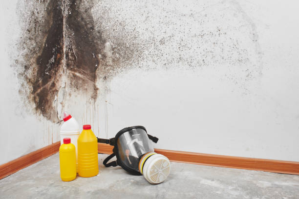Best Attic Mold Removal  in Pinardville, NH