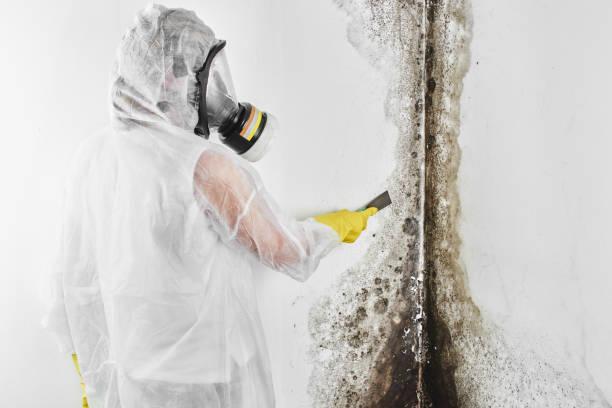 Best Professional Mold Removal  in Pinardville, NH