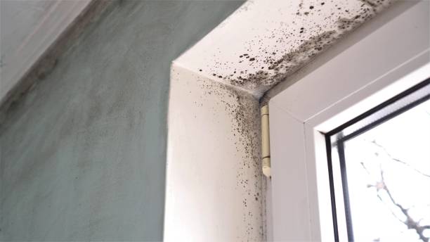 Best Mold Damage Repair  in Pinardville, NH