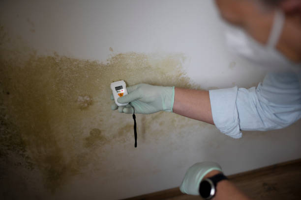 Mold Removal Process in Pinardville, NH