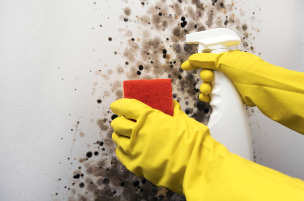 Best Mold Remediation  in Pinardville, NH