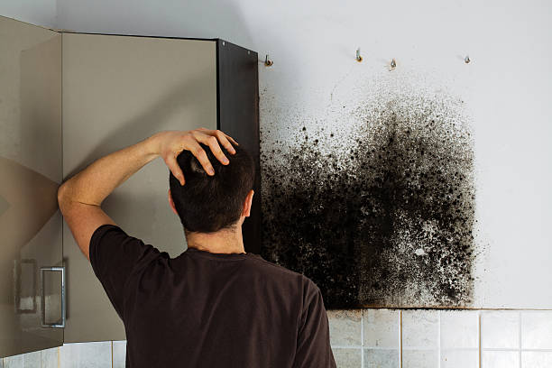 Best Commercial Mold Removal  in Pinardville, NH