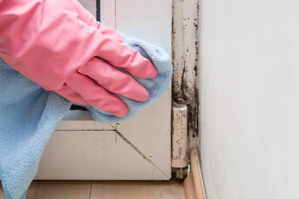 Office Mold Removal Services in Pinardville, NH